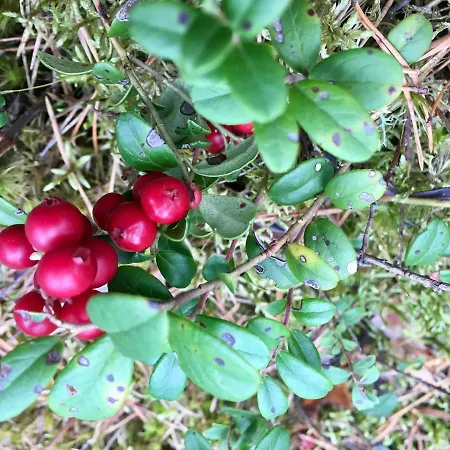 Semesterbostad Merejuula Puhkemaja *