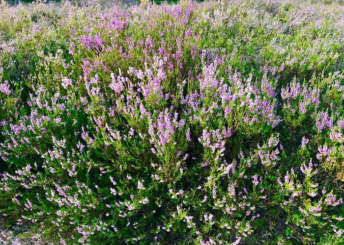 Merejuula Puhkemaja Hébergement de vacances Noarootsi